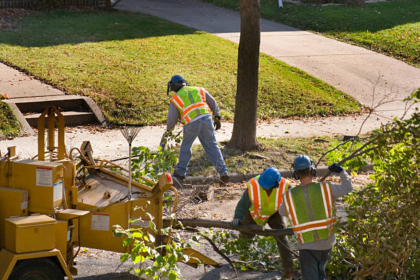 How Our Tree Care Process Works  in Sappington, MO